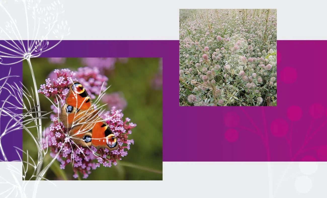 A vibrant layout featuring two images: a close-up of a butterfly perched on pink flowers and a field of clover blossoms. The design includes a purple background with delicate floral illustrations overlaying the edges.